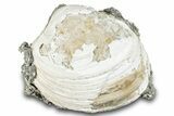 Fossil Clam (Mercenaria) - Rucks Pit, FL #280491-1